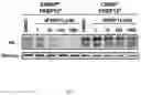 Fig. 09 - TUNABLE ENDOGENOUS PROTEIN DEGRADATION
