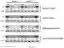 Fig. 12 - TUNABLE ENDOGENOUS PROTEIN DEGRADATION