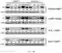 Fig. 13 - TUNABLE ENDOGENOUS PROTEIN DEGRADATION
