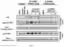 Fig. 14 - TUNABLE ENDOGENOUS PROTEIN DEGRADATION
