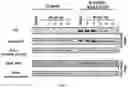 Fig. 15 - TUNABLE ENDOGENOUS PROTEIN DEGRADATION