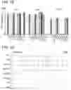 Fig. 03 - PLANT DNA METHYLTRANSFERASES AND USES THEREOF