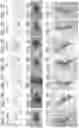 Fig. 12 - PLANT DNA METHYLTRANSFERASES AND USES THEREOF