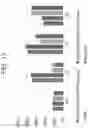 Fig. 19 - PLANT DNA METHYLTRANSFERASES AND USES THEREOF