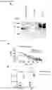 Fig. 15 - NUCLEIC ACIDS FOR INHIBITING EXPRESSION OF PROS1 IN A CELL