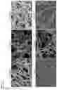 Fig. 16 - NUCLEIC ACIDS FOR INHIBITING EXPRESSION OF PROS1 IN A CELL