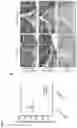 Fig. 20 - NUCLEIC ACIDS FOR INHIBITING EXPRESSION OF PROS1 IN A CELL