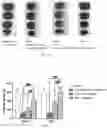 Fig. 06 - INHIBITION OF LET7I AS A MEANS TO ENHANCE THE PROTECTIVE EFFECT OF PROGESTERONE AGAINST STROKE