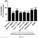Fig. 08 - INHIBITION OF LET7I AS A MEANS TO ENHANCE THE PROTECTIVE EFFECT OF PROGESTERONE AGAINST STROKE