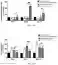 Fig. 12 - INHIBITION OF LET7I AS A MEANS TO ENHANCE THE PROTECTIVE EFFECT OF PROGESTERONE AGAINST STROKE
