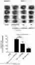 Fig. 13 - INHIBITION OF LET7I AS A MEANS TO ENHANCE THE PROTECTIVE EFFECT OF PROGESTERONE AGAINST STROKE