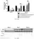 Fig. 16 - INHIBITION OF LET7I AS A MEANS TO ENHANCE THE PROTECTIVE EFFECT OF PROGESTERONE AGAINST STROKE