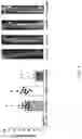 Fig. 05 - TARGETING SENESCENT CELLS