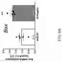 Fig. 13 - TARGETING SENESCENT CELLS