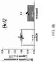 Fig. 14 - TARGETING SENESCENT CELLS