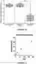 Fig. 15 - Microbiome modulation of a host by delivery of DNA payloads with minimized spread