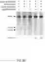 Fig. 06 - CRISPR-CAS COMPONENT SYSTEMS, METHODS AND COMPOSITIONS FOR SEQUENCE MANIPULATION