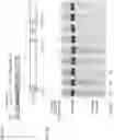 Fig. 11 - CRISPR-CAS COMPONENT SYSTEMS, METHODS AND COMPOSITIONS FOR SEQUENCE MANIPULATION