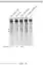 Fig. 114 - CRISPR-CAS COMPONENT SYSTEMS, METHODS AND COMPOSITIONS FOR SEQUENCE MANIPULATION