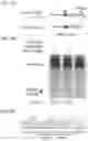 Fig. 12 - CRISPR-CAS COMPONENT SYSTEMS, METHODS AND COMPOSITIONS FOR SEQUENCE MANIPULATION
