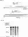 Fig. 16 - CRISPR-CAS COMPONENT SYSTEMS, METHODS AND COMPOSITIONS FOR SEQUENCE MANIPULATION
