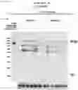 Fig. 24 - CRISPR-CAS COMPONENT SYSTEMS, METHODS AND COMPOSITIONS FOR SEQUENCE MANIPULATION