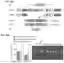 Fig. 40 - CRISPR-CAS COMPONENT SYSTEMS, METHODS AND COMPOSITIONS FOR SEQUENCE MANIPULATION