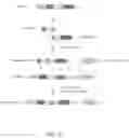 Fig. 43 - CRISPR-CAS COMPONENT SYSTEMS, METHODS AND COMPOSITIONS FOR SEQUENCE MANIPULATION