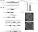 Fig. 45 - CRISPR-CAS COMPONENT SYSTEMS, METHODS AND COMPOSITIONS FOR SEQUENCE MANIPULATION