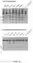 Fig. 83 - CRISPR-CAS COMPONENT SYSTEMS, METHODS AND COMPOSITIONS FOR SEQUENCE MANIPULATION
