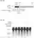 Fig. 84 - CRISPR-CAS COMPONENT SYSTEMS, METHODS AND COMPOSITIONS FOR SEQUENCE MANIPULATION