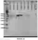 Fig. 13 - Phage-derived particles for in situ delivery of DNA payload into population