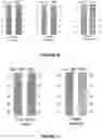 Fig. 09 - recombinant phages, method of production and uses thereof