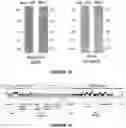 Fig. 10 - recombinant phages, method of production and uses thereof