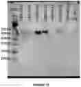 Fig. 12 - recombinant phages, method of production and uses thereof