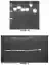 Fig. 13 - recombinant phages, method of production and uses thereof