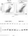 Fig. 03 - Construction of fully human antibody yeast display technique