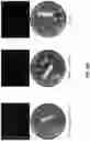 Fig. 09 - Methods of sugarcane transformation using morphogenes