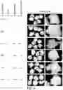 Fig. 07 - Compositions and methods for site directed genomic modification