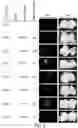 Fig. 08 - Compositions and methods for site directed genomic modification