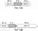 Fig. 22 - Compositions and methods for site directed genomic modification
