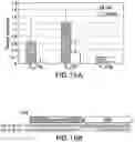 Fig. 24 - Compositions and methods for site directed genomic modification