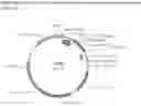 Fig. 06 - SUPPRESSION OF TARGET GENE EXPRESSION THROUGH GENOME EDITING OF NATIVE MIRNAS