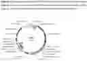 Fig. 07 - SUPPRESSION OF TARGET GENE EXPRESSION THROUGH GENOME EDITING OF NATIVE MIRNAS