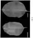 Fig. 04 - POTYVIRUS RESISTANCE GENES AND METHODS OF USE