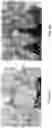 Fig. 05 - POTYVIRUS RESISTANCE GENES AND METHODS OF USE