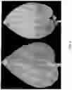 Fig. 10 - POTYVIRUS RESISTANCE GENES AND METHODS OF USE