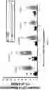 Fig. 12 - TRANSGENIC MOUSE MODELS SUPPORTING INNATE IMMUNE FUNCTION