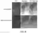 Fig. 23 - GENOME-EDITED BIRDS