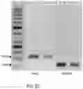 Fig. 25 - GENOME-EDITED BIRDS